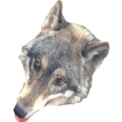 JCW狼犬ブーリ ② Wolfdog