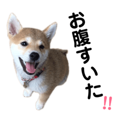 Pyon_20190209162322