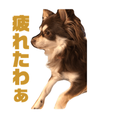 dogs_alice2