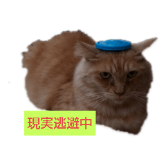 mayu_20190211091711