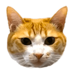 Natsumi_20190211005342