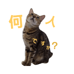 nekotenchou