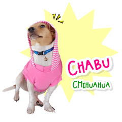 Chabu Chihuahua