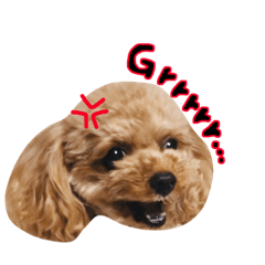 Everyday Toy Poodle in English(1)
