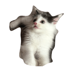 Norwegian Forest Cat1