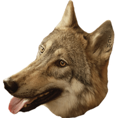 JCW狼犬ブーリ ① Wolfdog