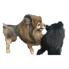 dog_20190206164133