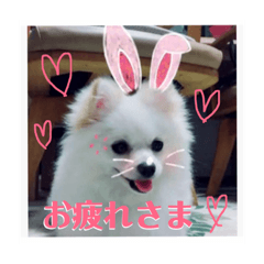 White  Pomeranian, Haku's daily life!!!