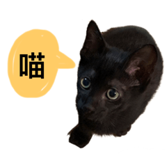 木木貓