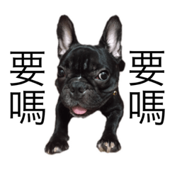 法鬥的各種日常