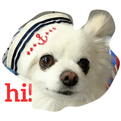 moco_chihuahua