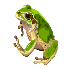Cute Real Frog
