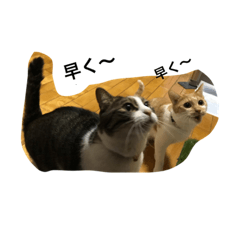 brother cats3