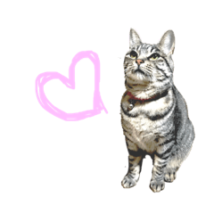 Amelia the silvertabby cat 2