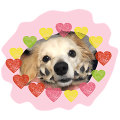 Chihuachs Dog