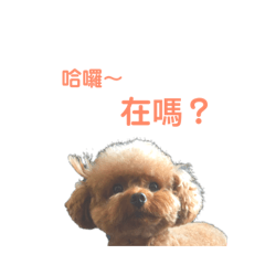 不會顧家 只會耍傲嬌