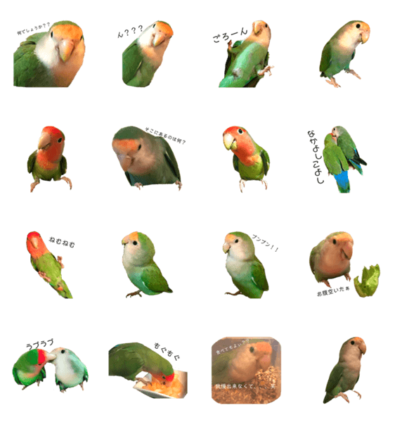 コザクラインコ パルさん たまにナッツ Lineクリエイターズスタンプ Stamplist コザクラインコ パルさん たまにナッツ Lineクリエイターズスタンプ Stamplist