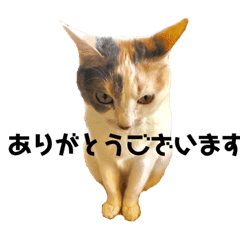 三毛猫ユキさん 怒濤のおじぎ Line スタンプ Line Store