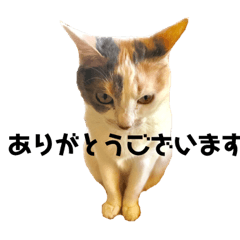 三毛猫ユキさん(怒濤のおじぎ)