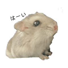 hamster mint