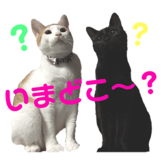 Uni and Mozuku Of Cats
