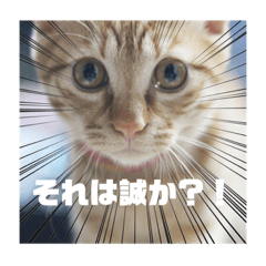 Ito SakuRa_cat shizuku_stamp