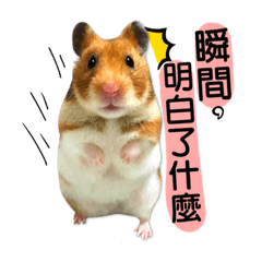 Hamster club for you