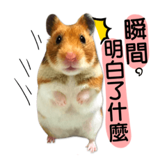 Get Hamster Club For You Line Stickers Line Store Desktop Wallpaper Free Get Wallpaper Hamster Club For You Line Stickers Line Store Free HD