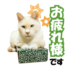 HOKKAIDOしっぽの会 犬猫スタンプ3