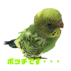 BudgerigarsHinachan1