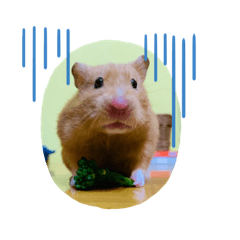 Get Hamster Club Ha Ha Stiker Line Line Store HD Wallpaper Hamster Club Ha Ha Stiker Line Line Store HD