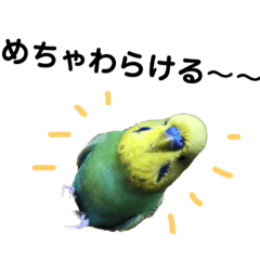 Aqua the Budgie Vo. Kansai ben