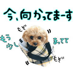 Everyday Toy Poodle(2)