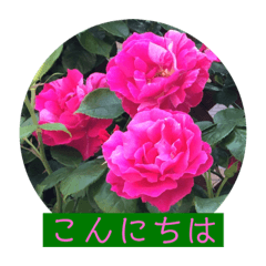 rose stamp elegance