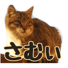 Every day life of Kijitora cat Mugi