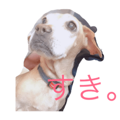 hona_20190128235204