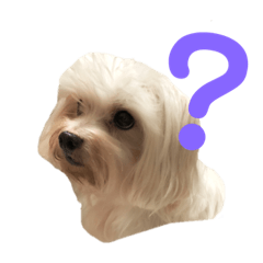 Maltese and Toy poodle