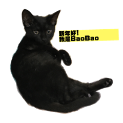 baobao2019