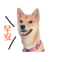 我叫Kimi