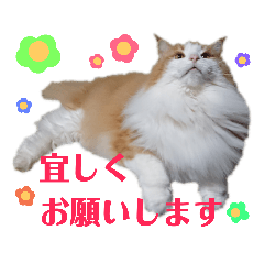 NOAH_cat02