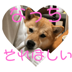 Shiba dog Konatsu so adorable