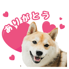 shiba inu "comame" Owner's Daily Life
