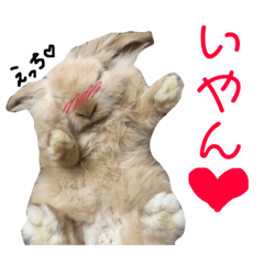 sora_rabbit
