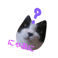 ハチワレ猫 Kirikoの生活スタンプ Lineクリエイターズスタンプ Stamplist ハチワレ猫 Kirikoの生活スタンプ Lineクリエイターズスタンプ Stamplist