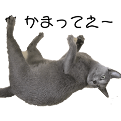 KURUMI's cat stamps
