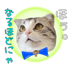 nameko cats