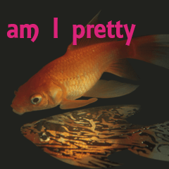 Goldfish love goldfish words-2-English