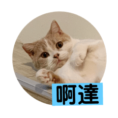 米魯春花愛鬥嘴