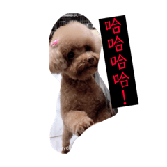 流浪狗紅貴賓我家的最愛2