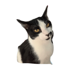 bubu_20190119232050